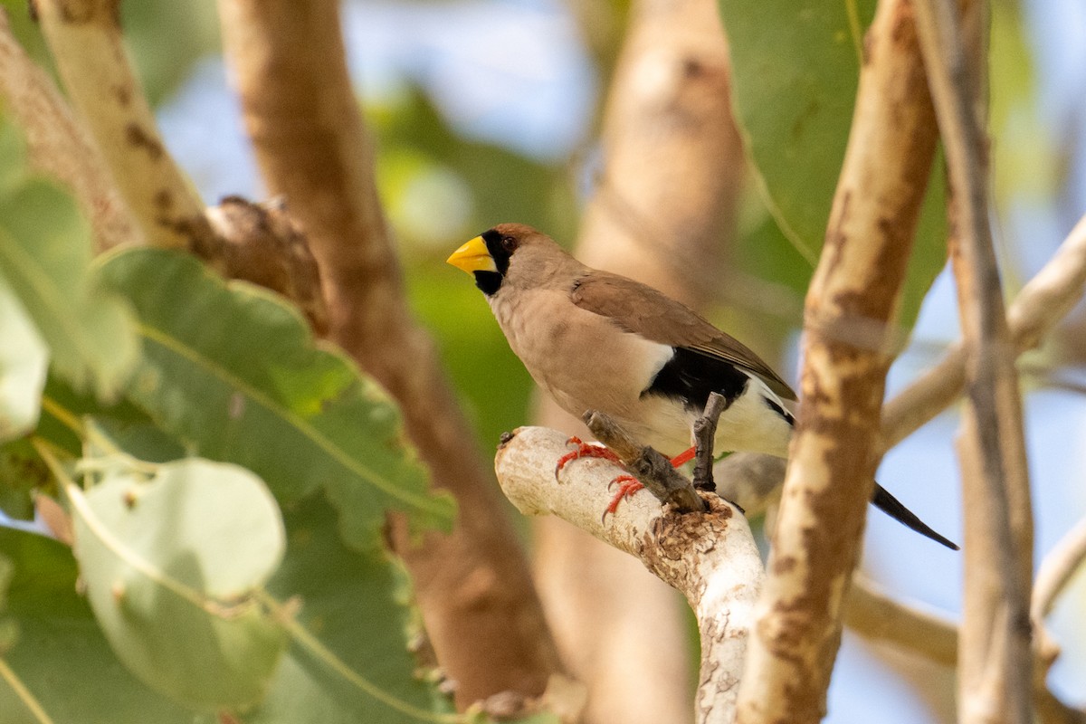 Masked Finch - ML631993995
