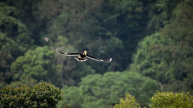 Great Hornbill - ML631994006