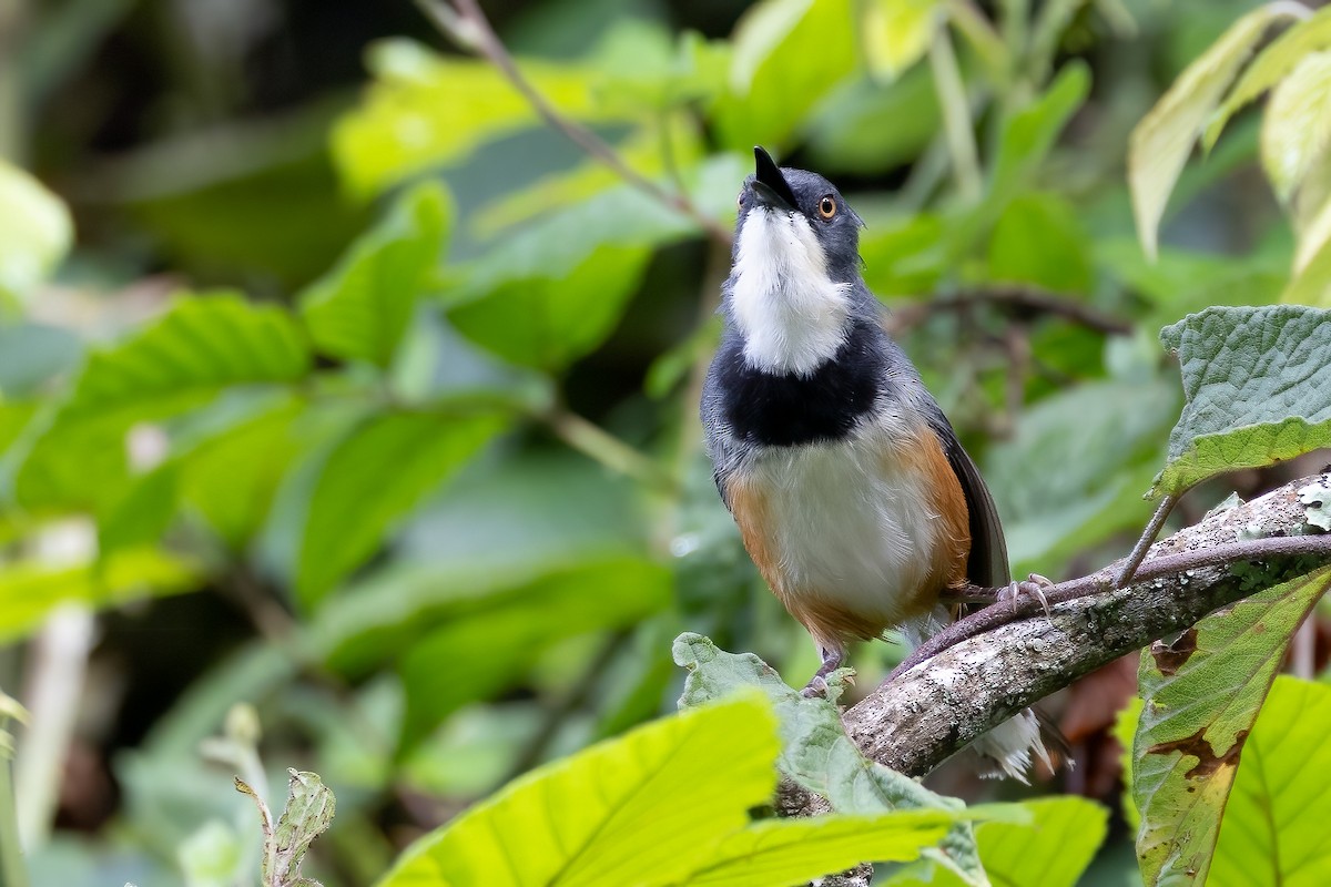Black-collared Apalis - ML631994220