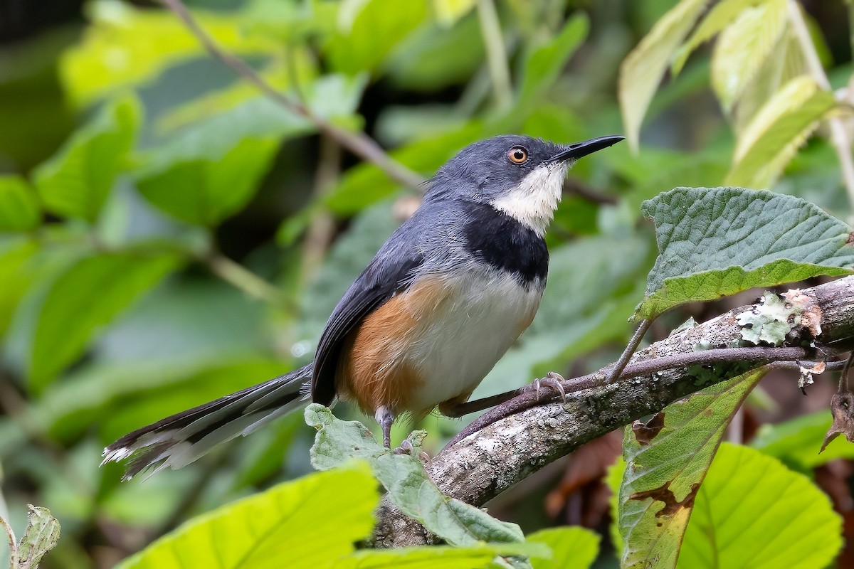 Black-collared Apalis - ML631994221