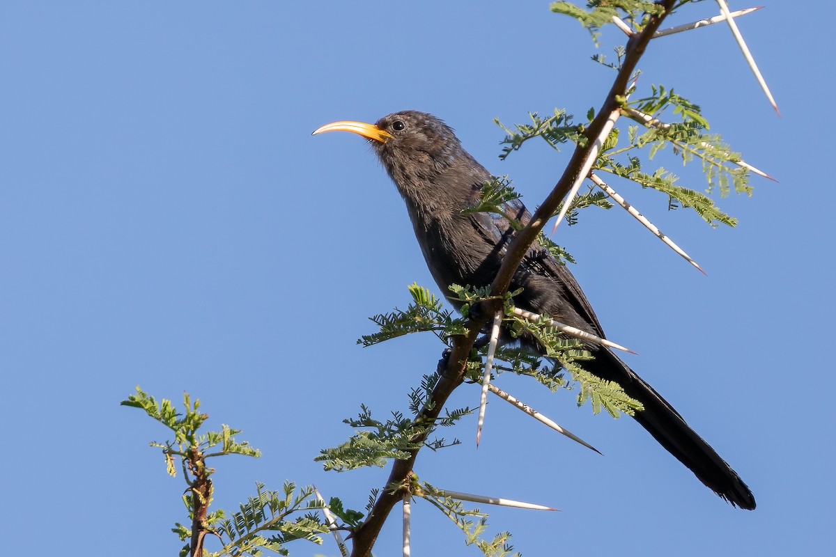 Abyssinian Scimitarbill - ML631994244