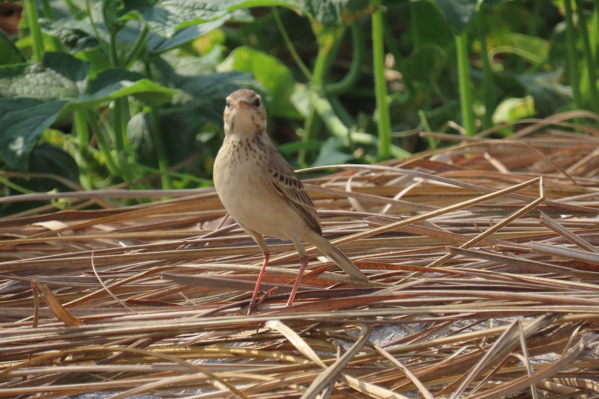 Paddyfield Pipit - Elizabeth Ferber