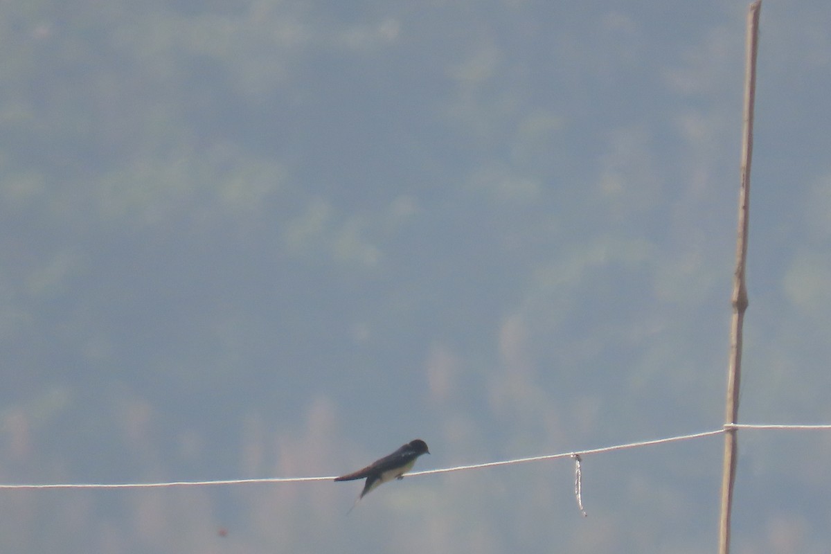 Barn Swallow - Elizabeth Ferber
