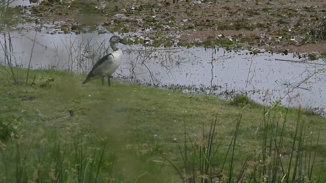 Knob-billed Duck - ML631994489