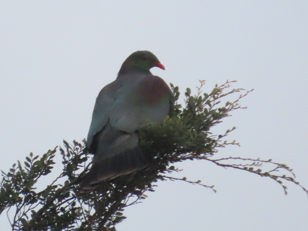 New Zealand Pigeon - ML631994557