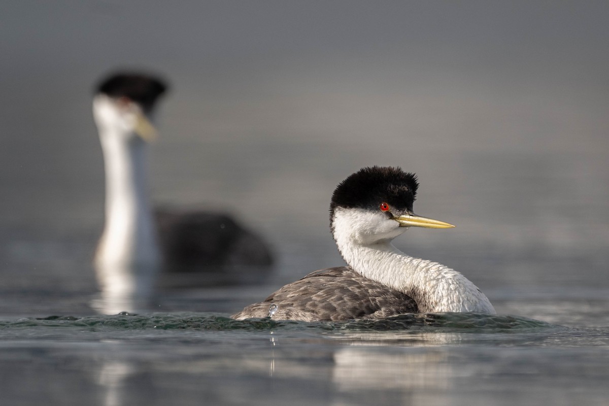 Western Grebe - ML631994586