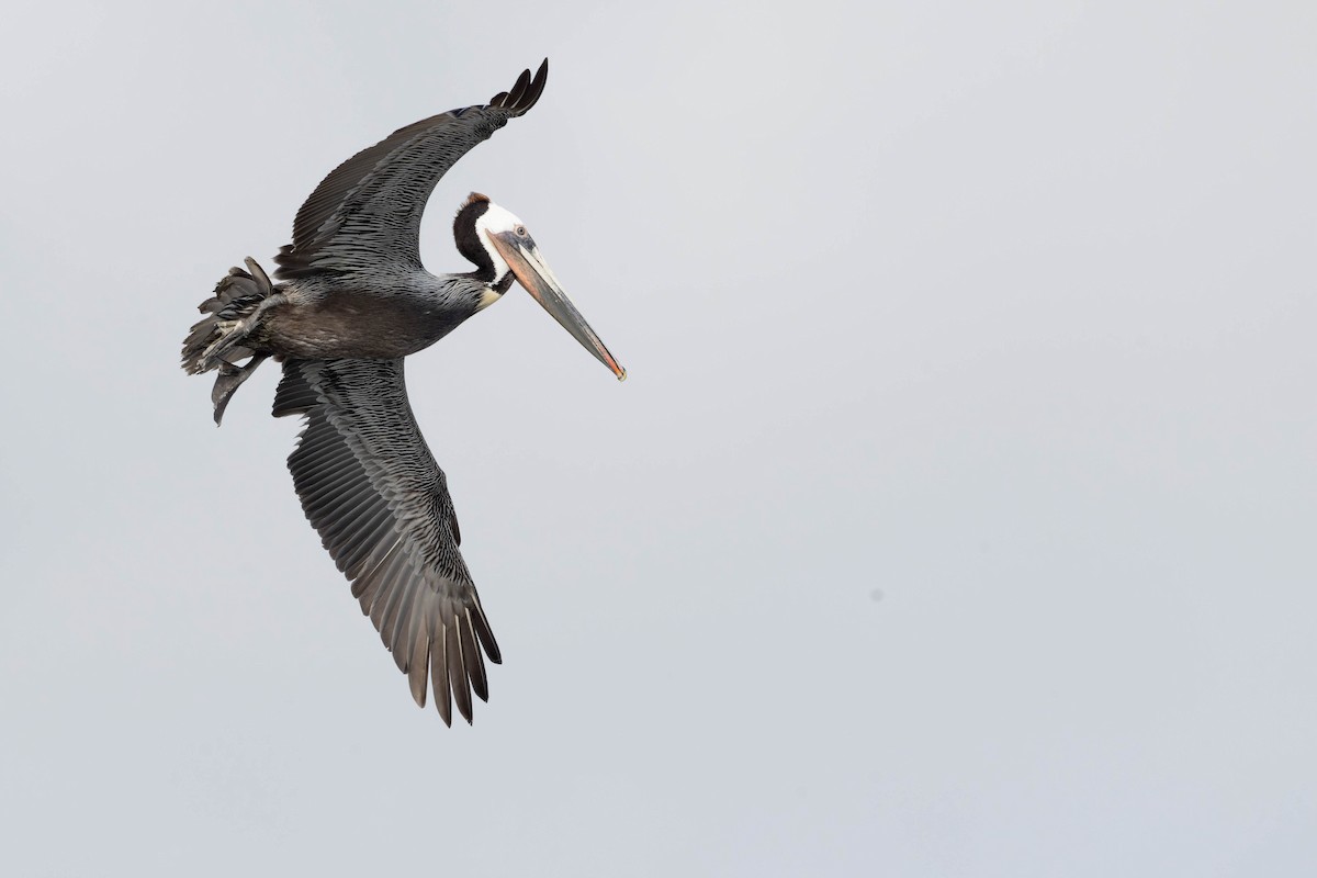 Brown Pelican - ML631994593
