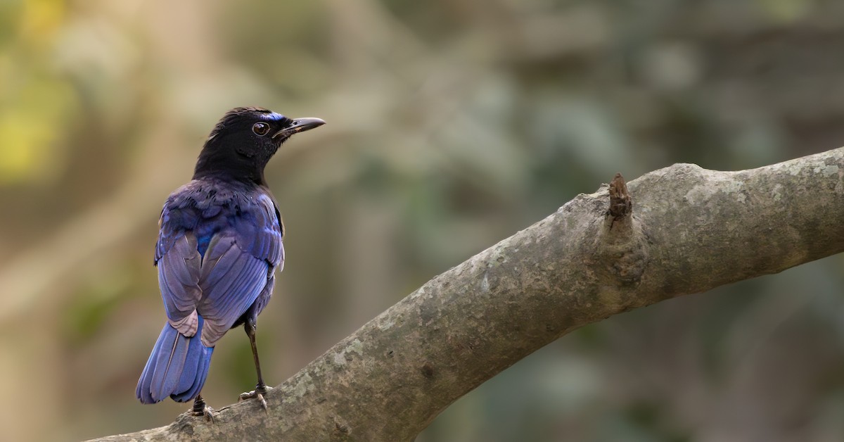 Malabar Whistling-Thrush - ML631994857