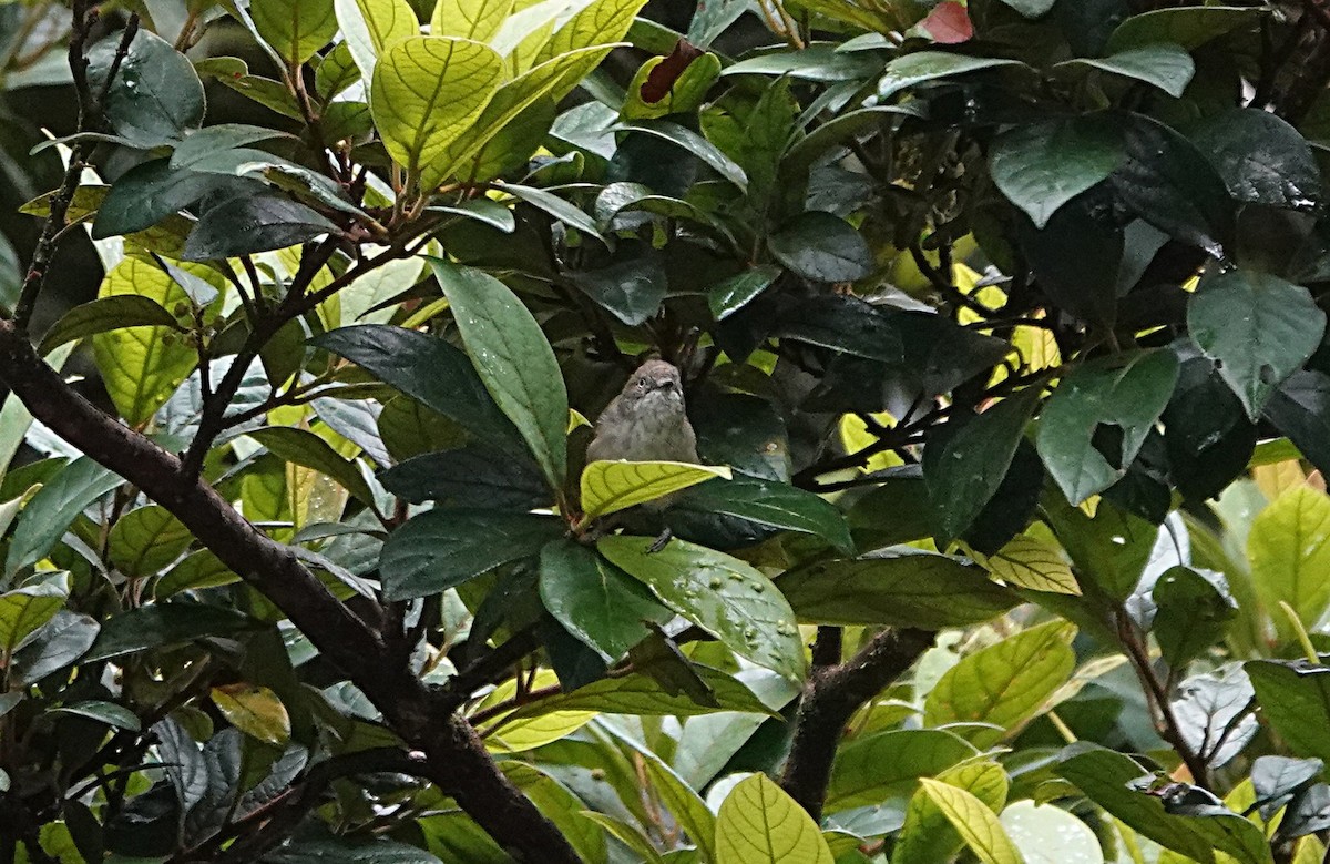 Mountain Thornbill - ML631995012
