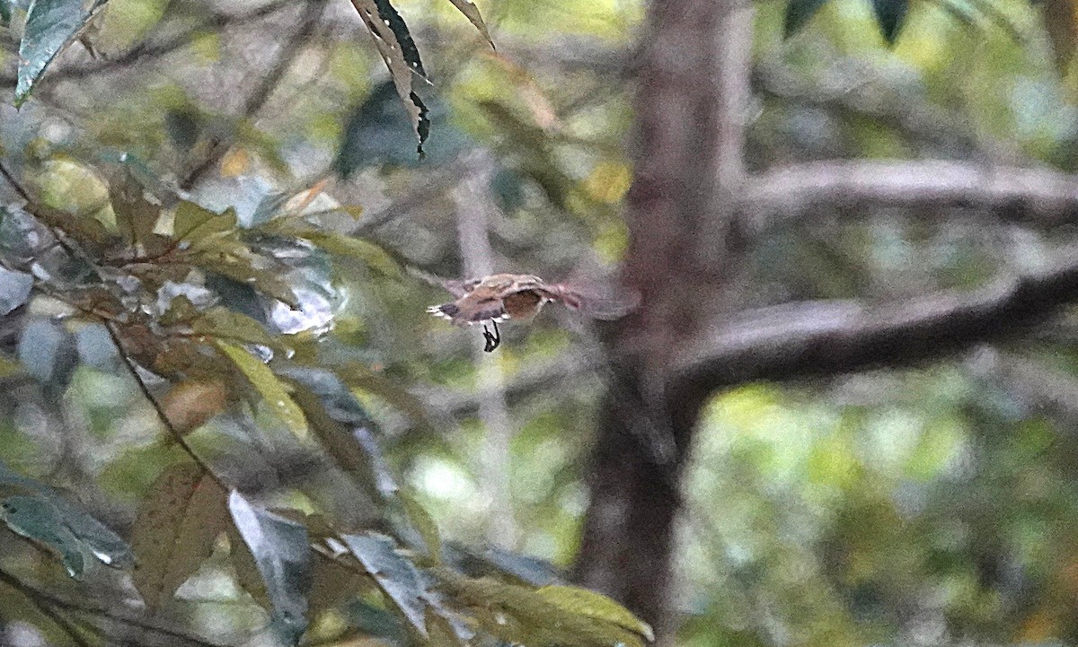 Mountain Thornbill - ML631995039
