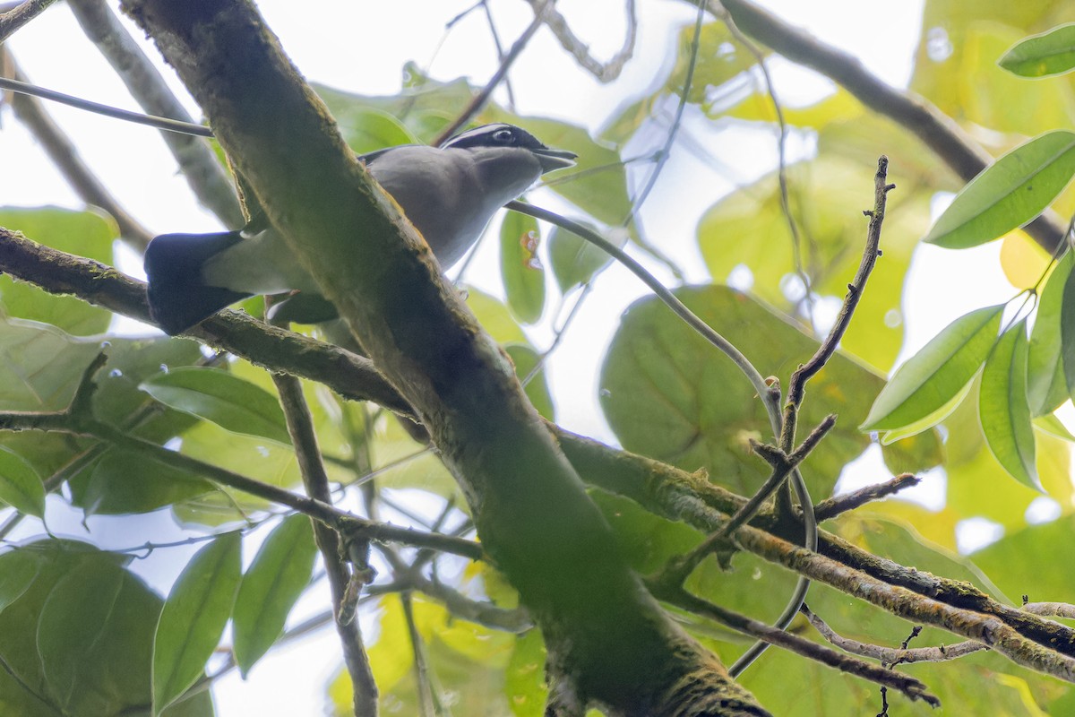 White-browed Shrike-Babbler - ML631995084