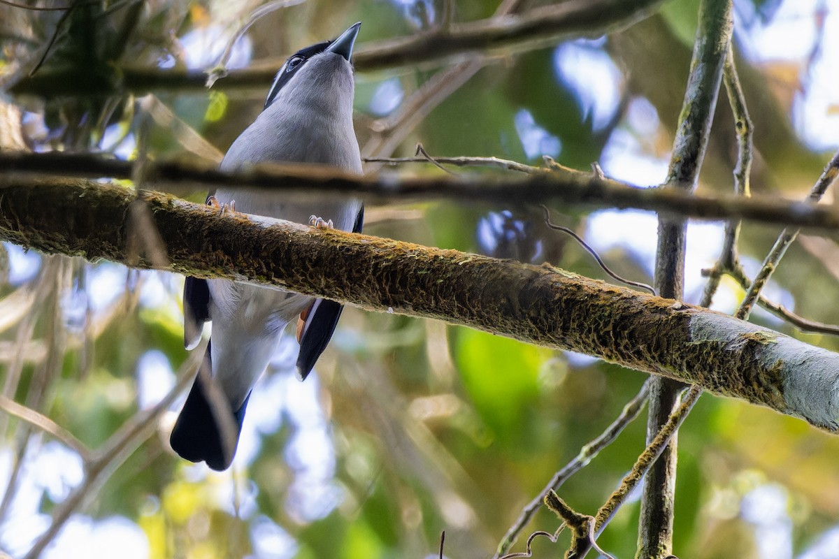 White-browed Shrike-Babbler - ML631995085