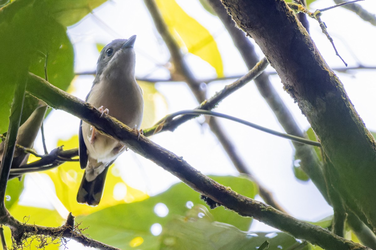 White-browed Shrike-Babbler - ML631995086