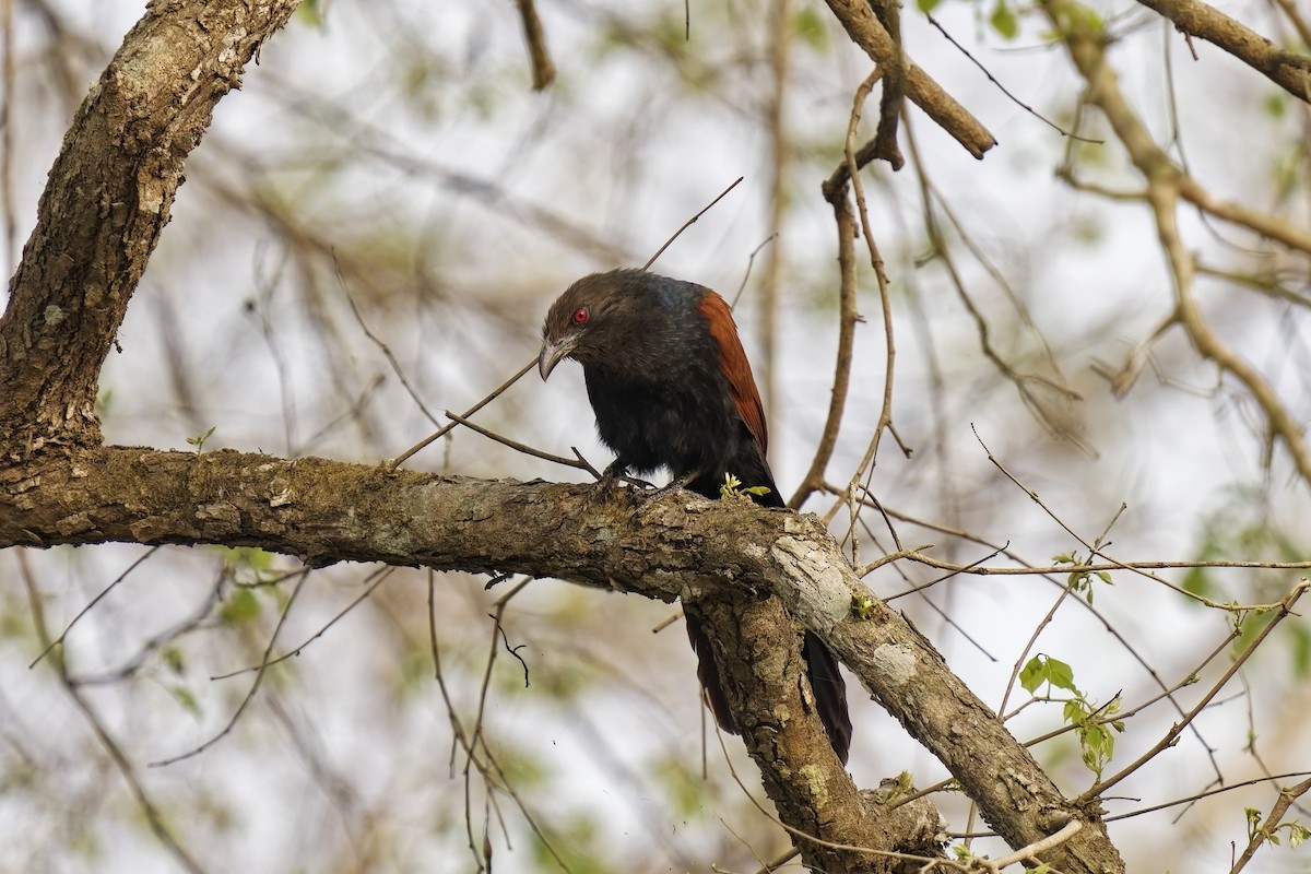 Greater Coucal - ML631995088