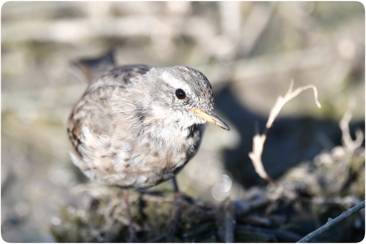 Water Pipit - ML631995255