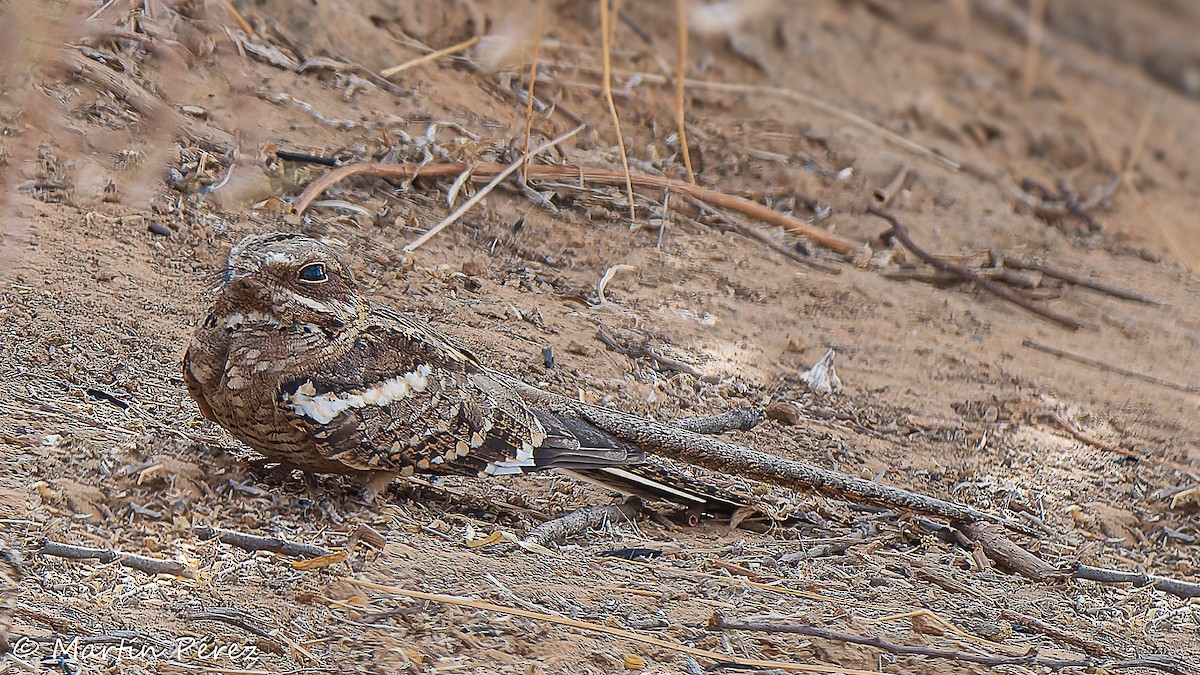 Long-tailed Nightjar - ML631995311