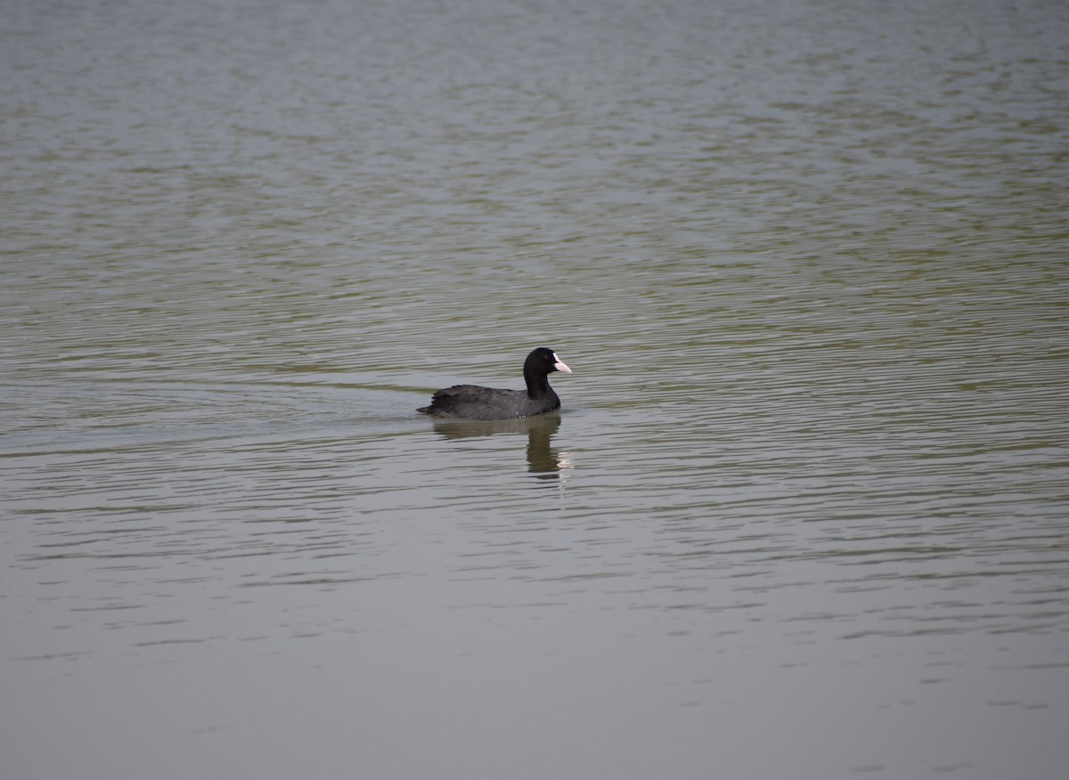 Eurasian Coot - Samarjit Nayak