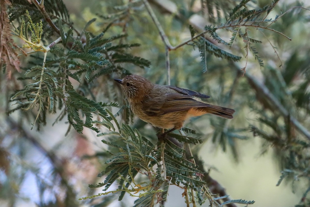 Striated Thornbill - ML631995470