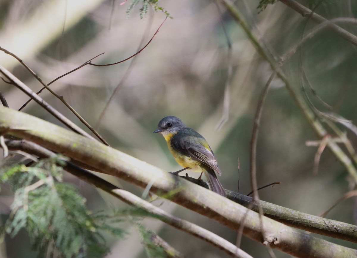 Eastern Yellow Robin - ML631995479