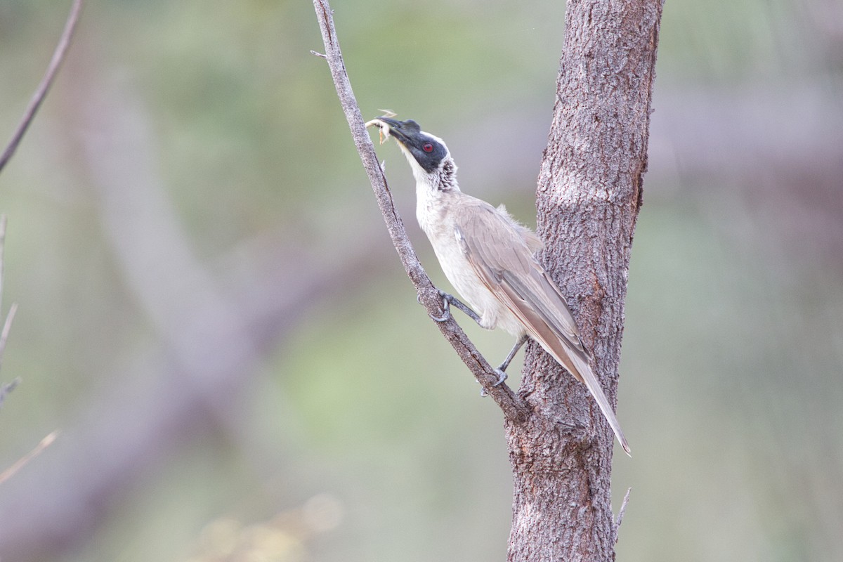 Silver-crowned Friarbird - ML631995484