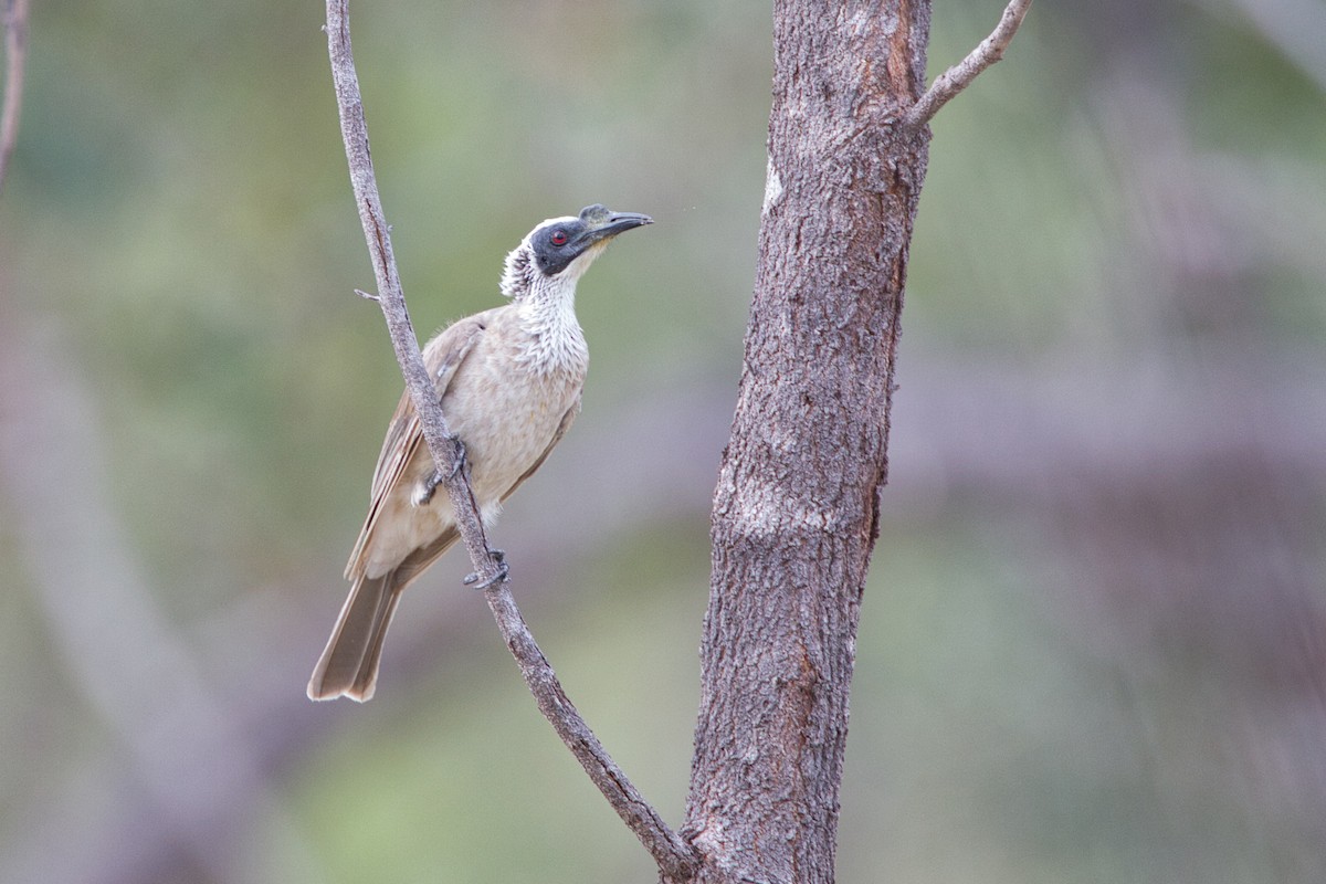 Silver-crowned Friarbird - ML631995485