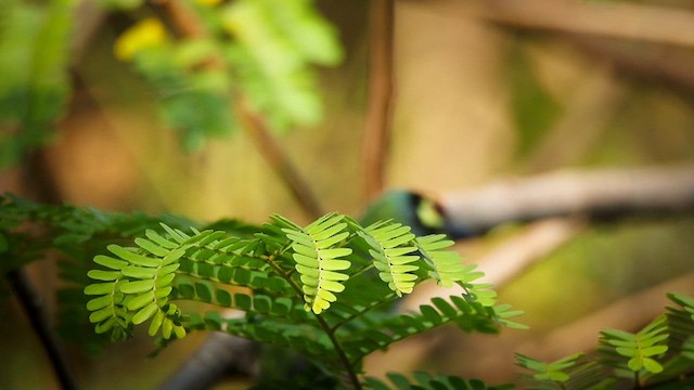 Coppersmith Barbet - ML631995498