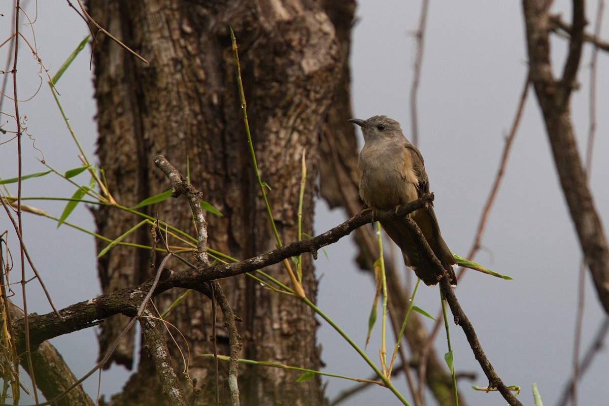 Sahul Brush Cuckoo - ML631995581