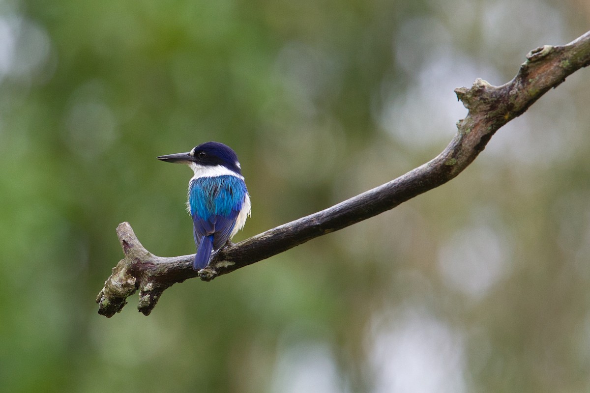 Forest Kingfisher - ML631995582
