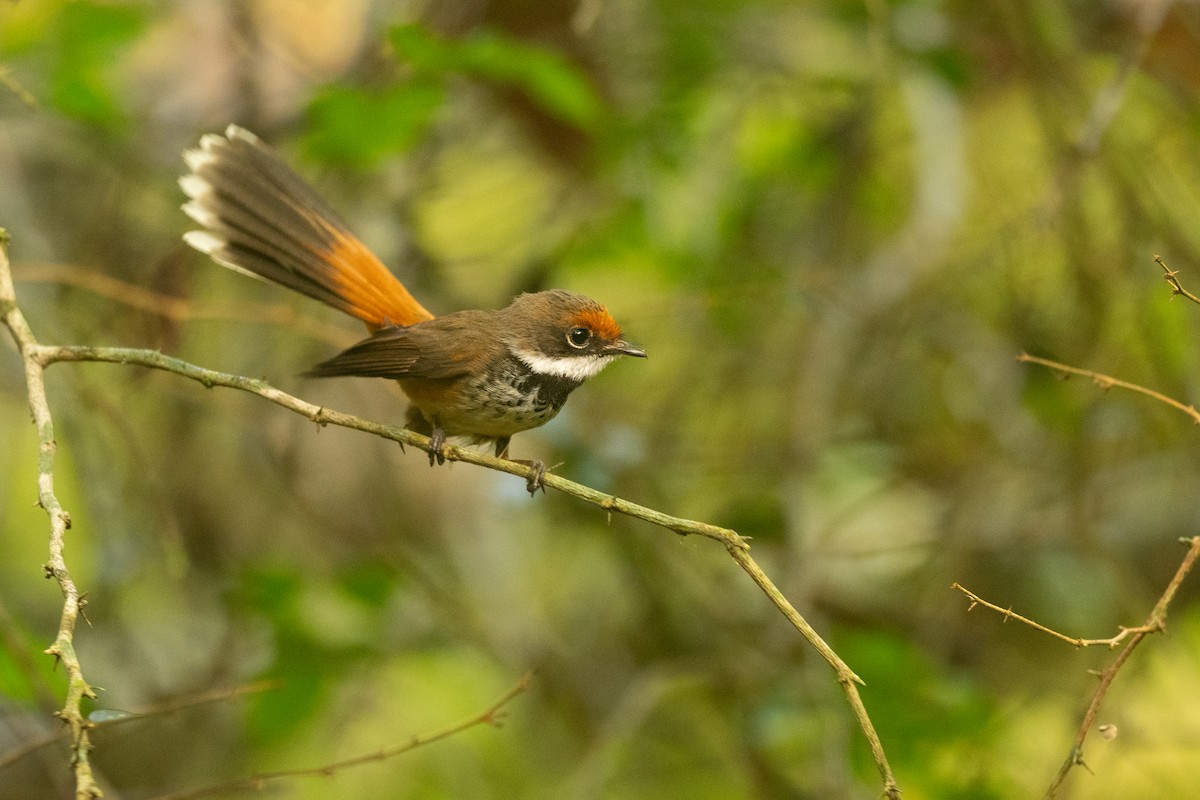 Micronesian Rufous Fantail (Marianas) - ML631995603