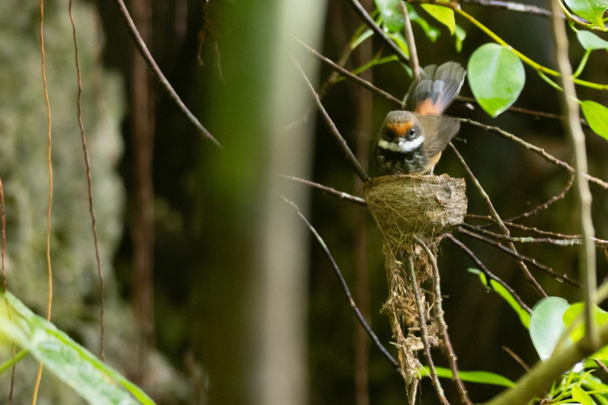 Micronesian Rufous Fantail (Marianas) - ML631995605