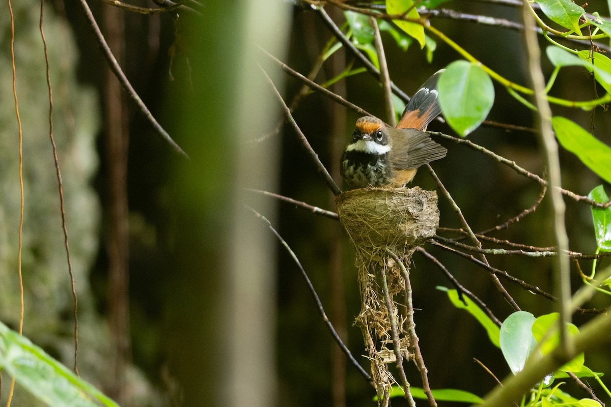 Micronesian Rufous Fantail (Marianas) - ML631995606