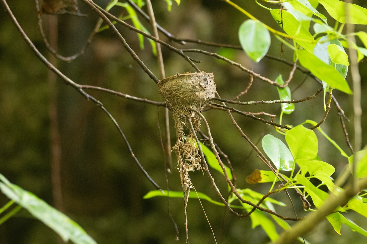 Micronesian Rufous Fantail (Marianas) - ML631995607