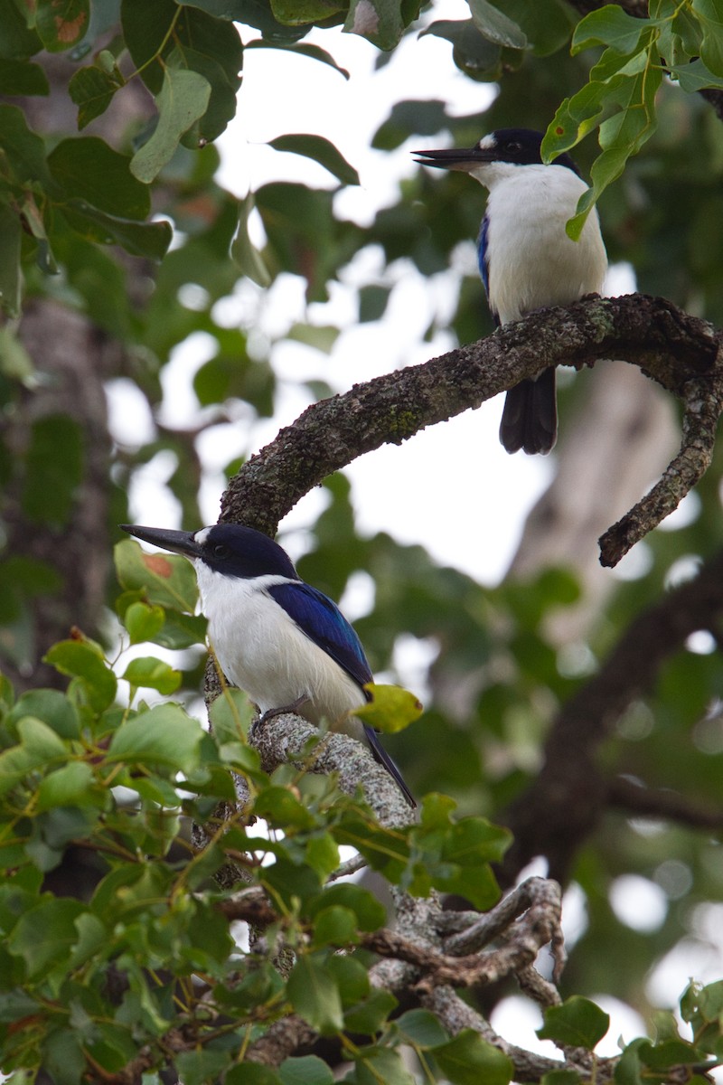 Forest Kingfisher - ML631995611