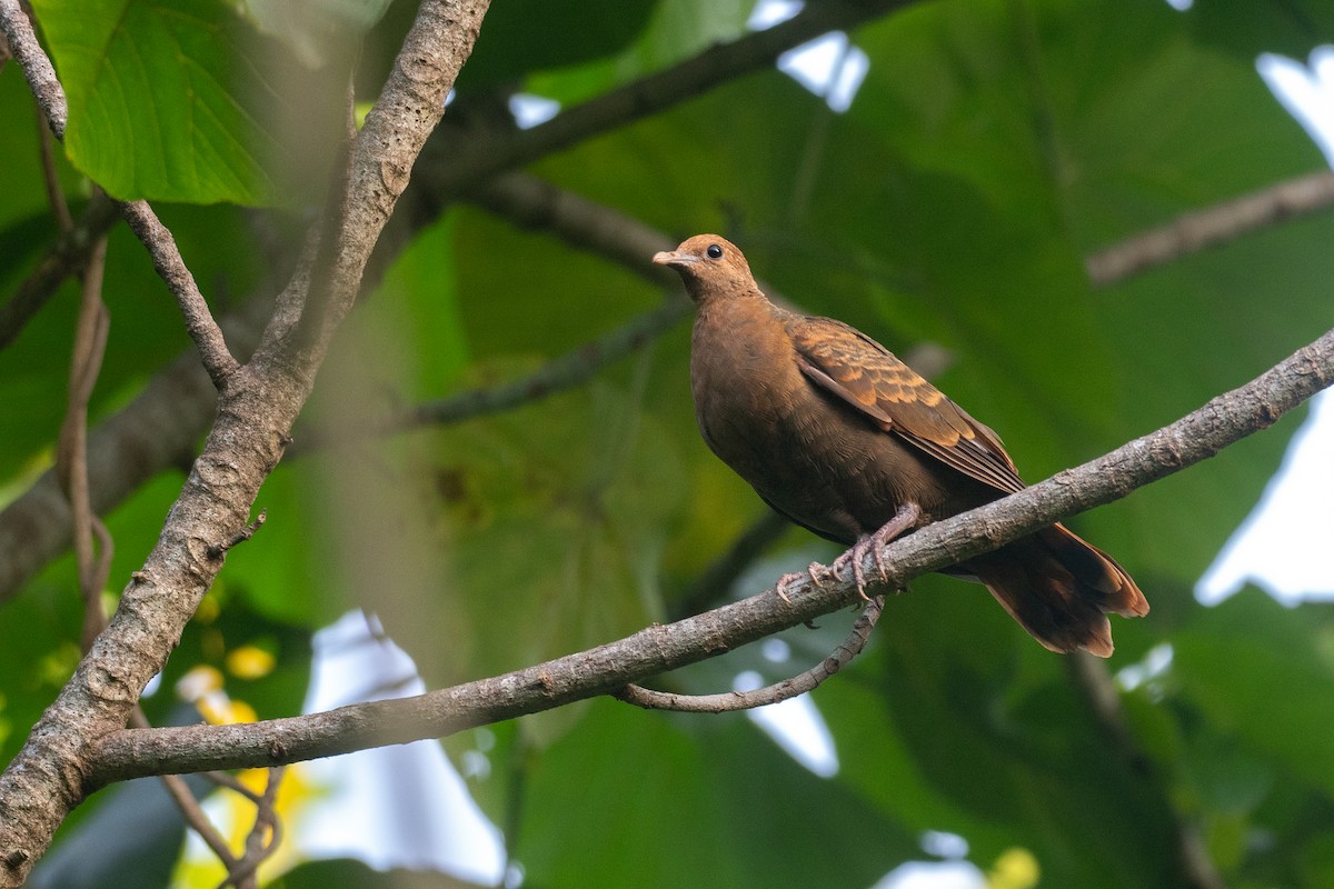 White-throated Ground Dove - ML631995645