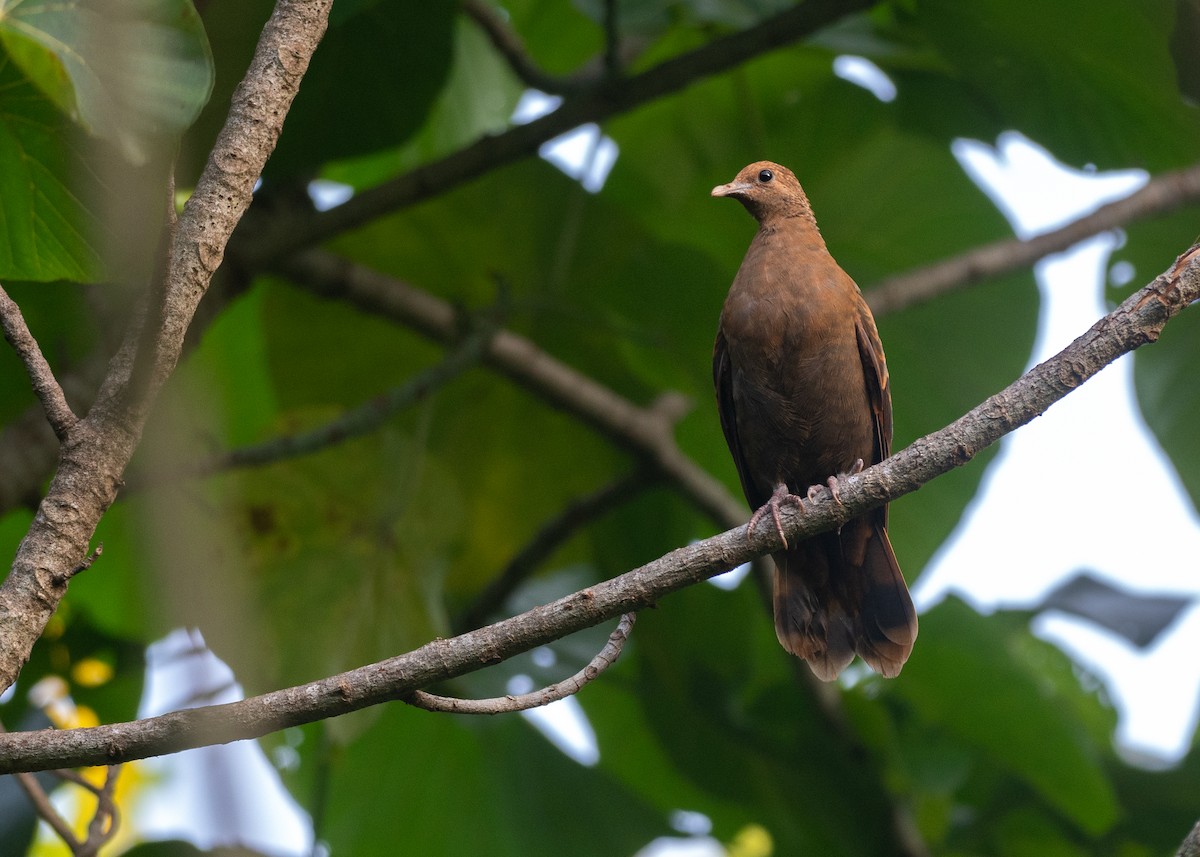 White-throated Ground Dove - ML631995647