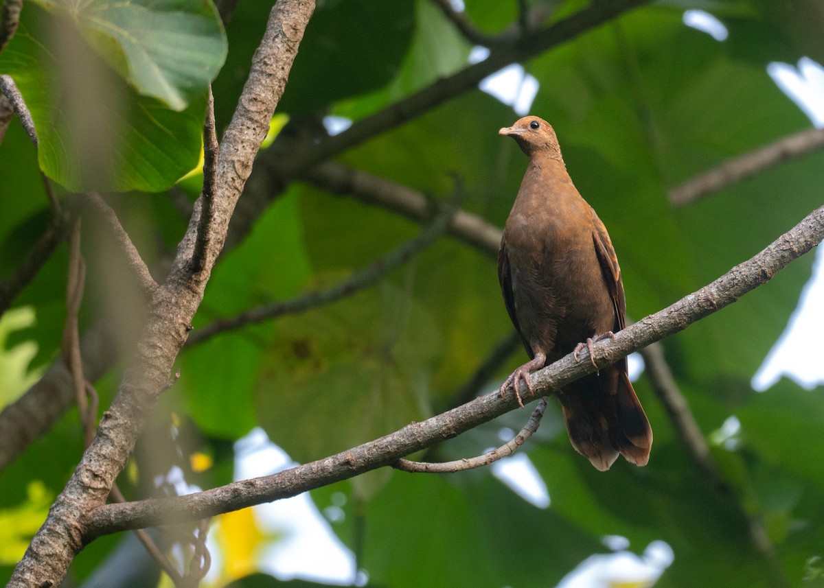 White-throated Ground Dove - ML631995649