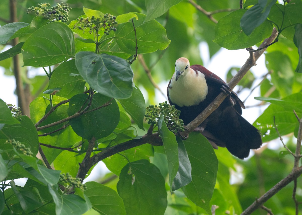 White-throated Ground Dove - ML631995652