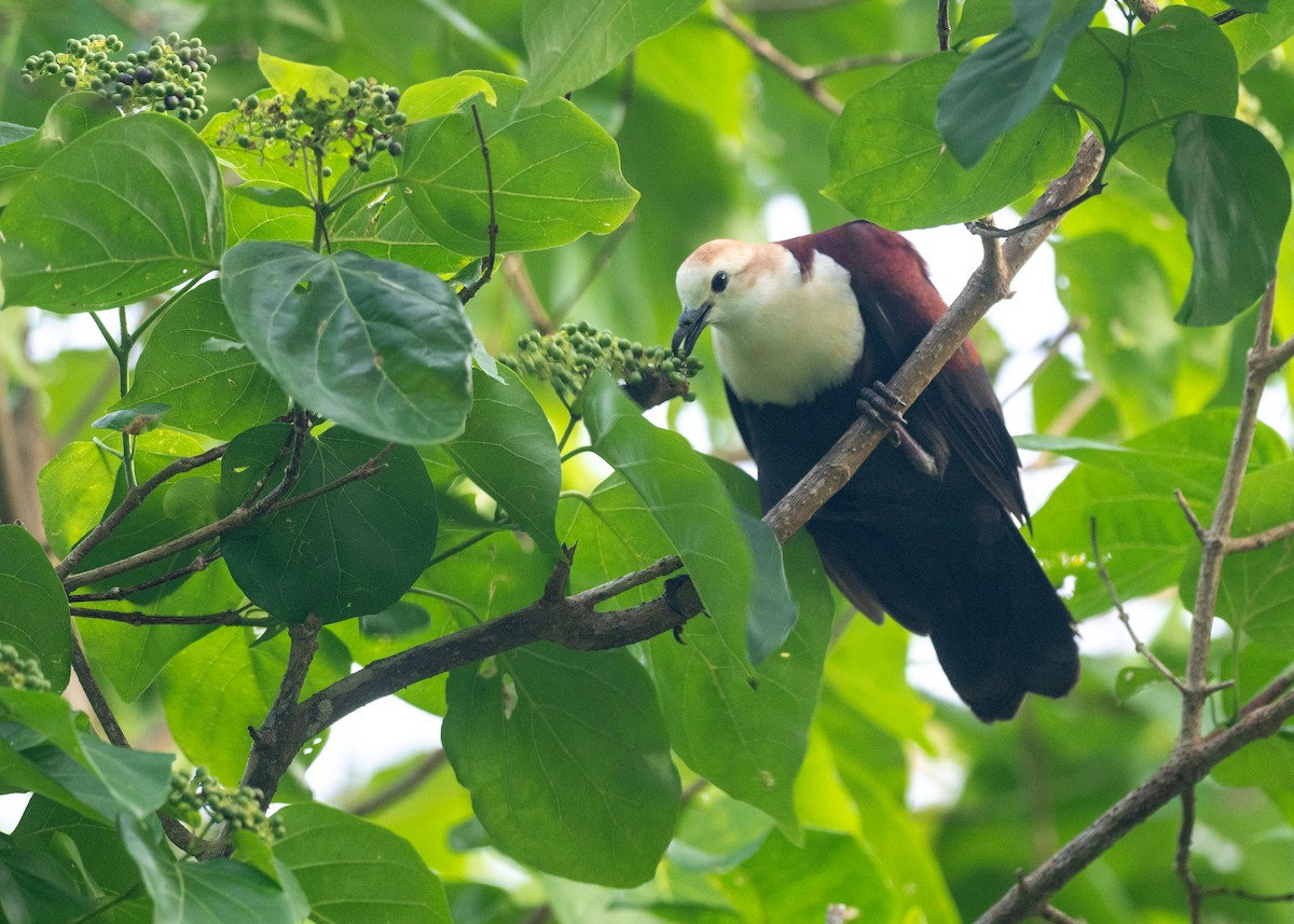 White-throated Ground Dove - ML631995653