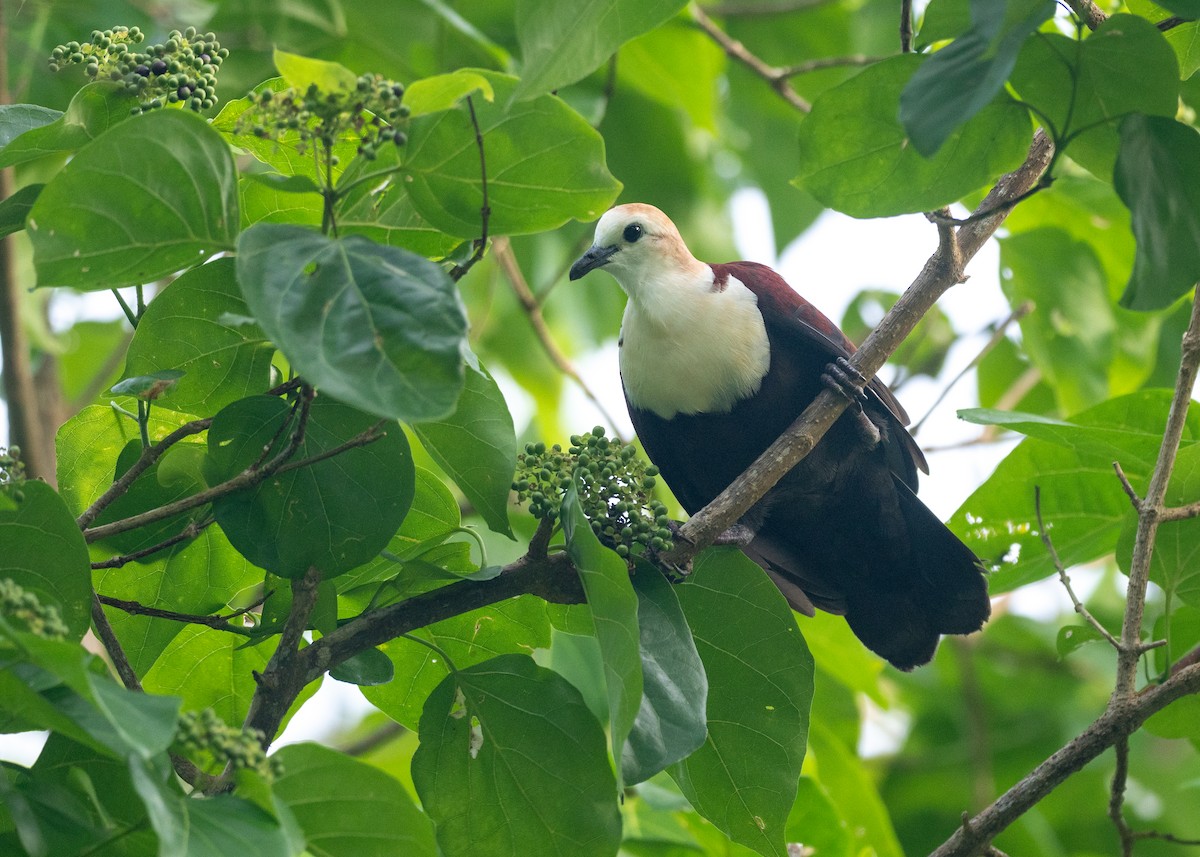 White-throated Ground Dove - ML631995654