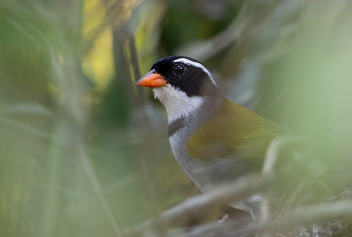Saffron-billed Sparrow (Saffron-billed) - ML631995659