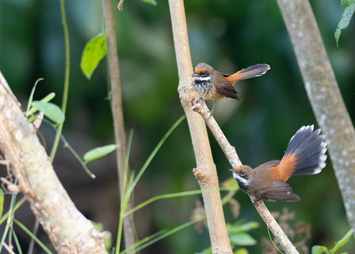 Micronesian Rufous Fantail - ML631995801