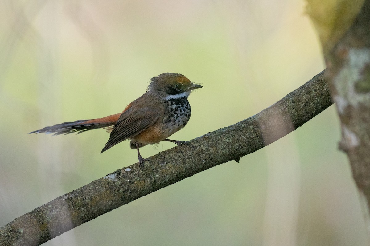 Micronesian Rufous Fantail - ML631995811