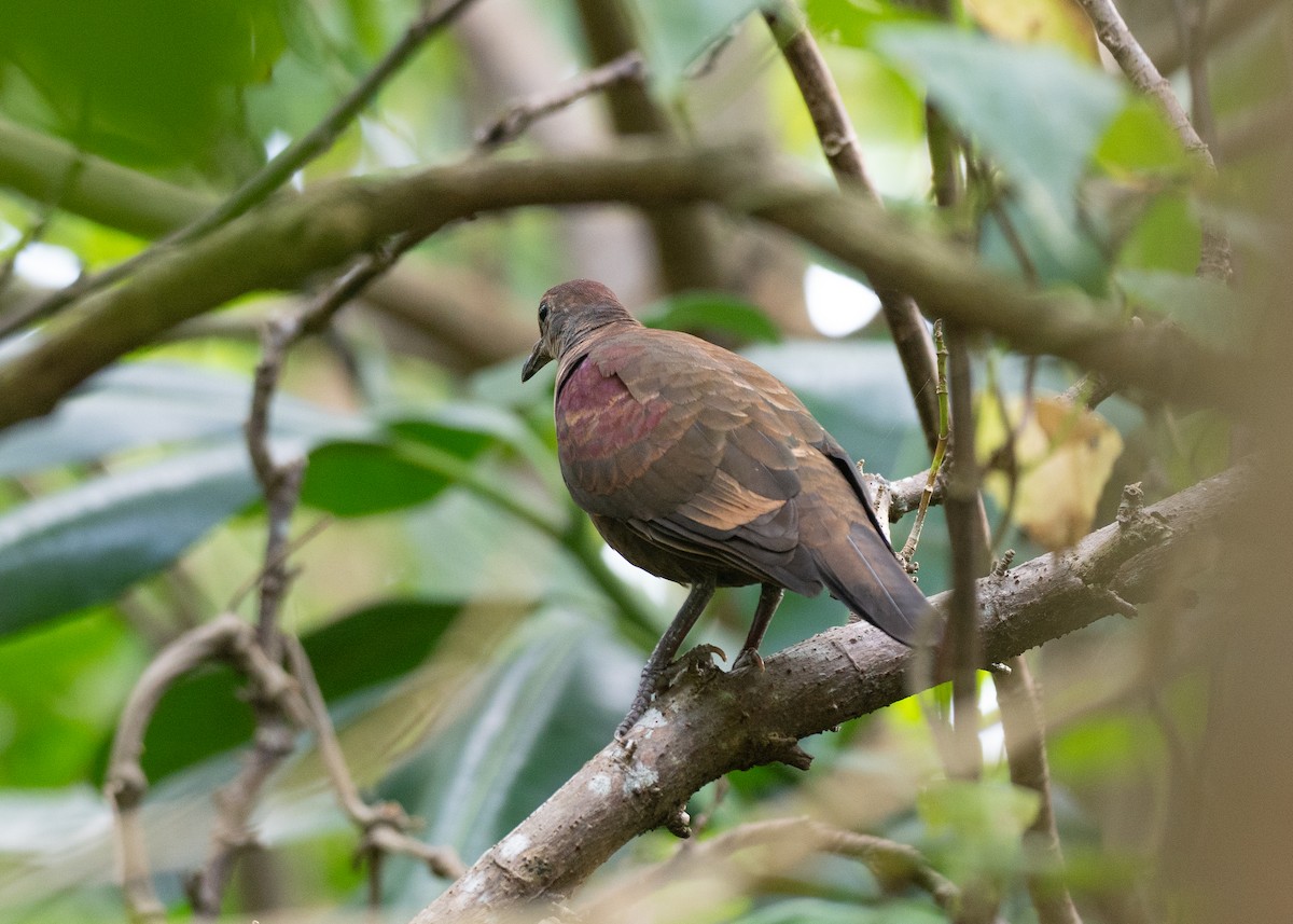 White-throated Ground Dove - ML631995827