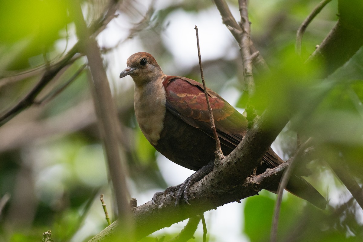 White-throated Ground Dove - ML631995828