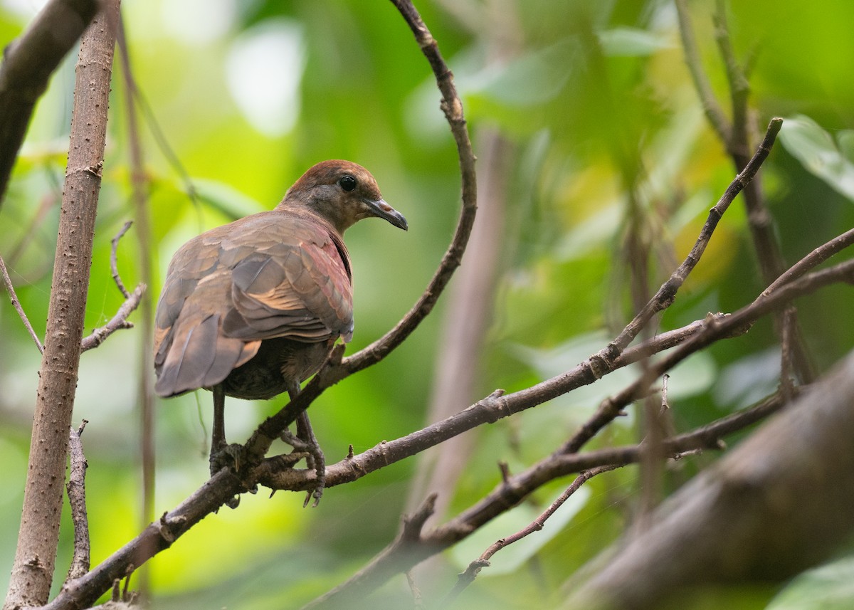 White-throated Ground Dove - ML631995830