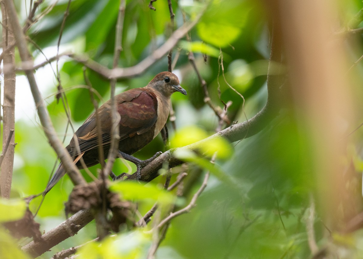 White-throated Ground Dove - ML631995831