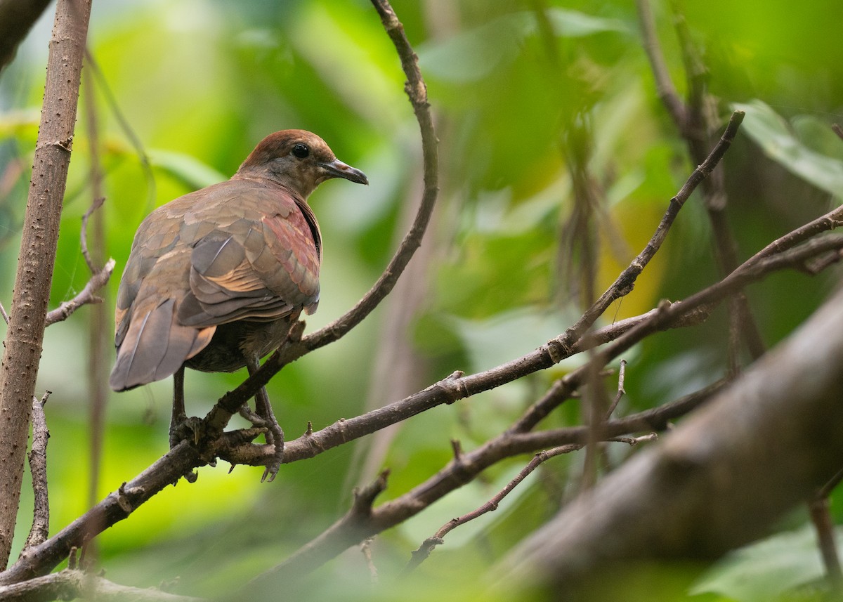 White-throated Ground Dove - ML631995832