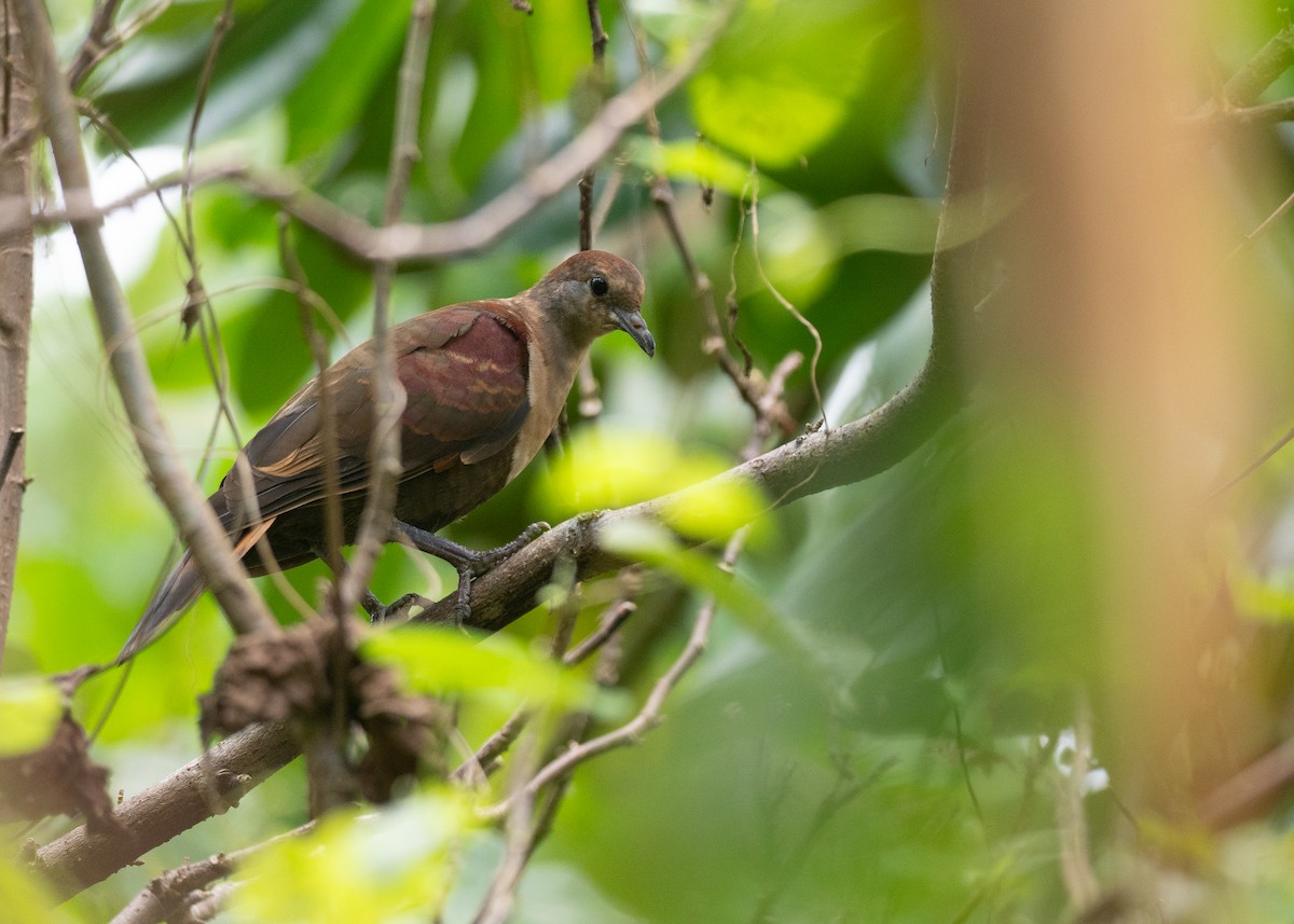 White-throated Ground Dove - ML631995833