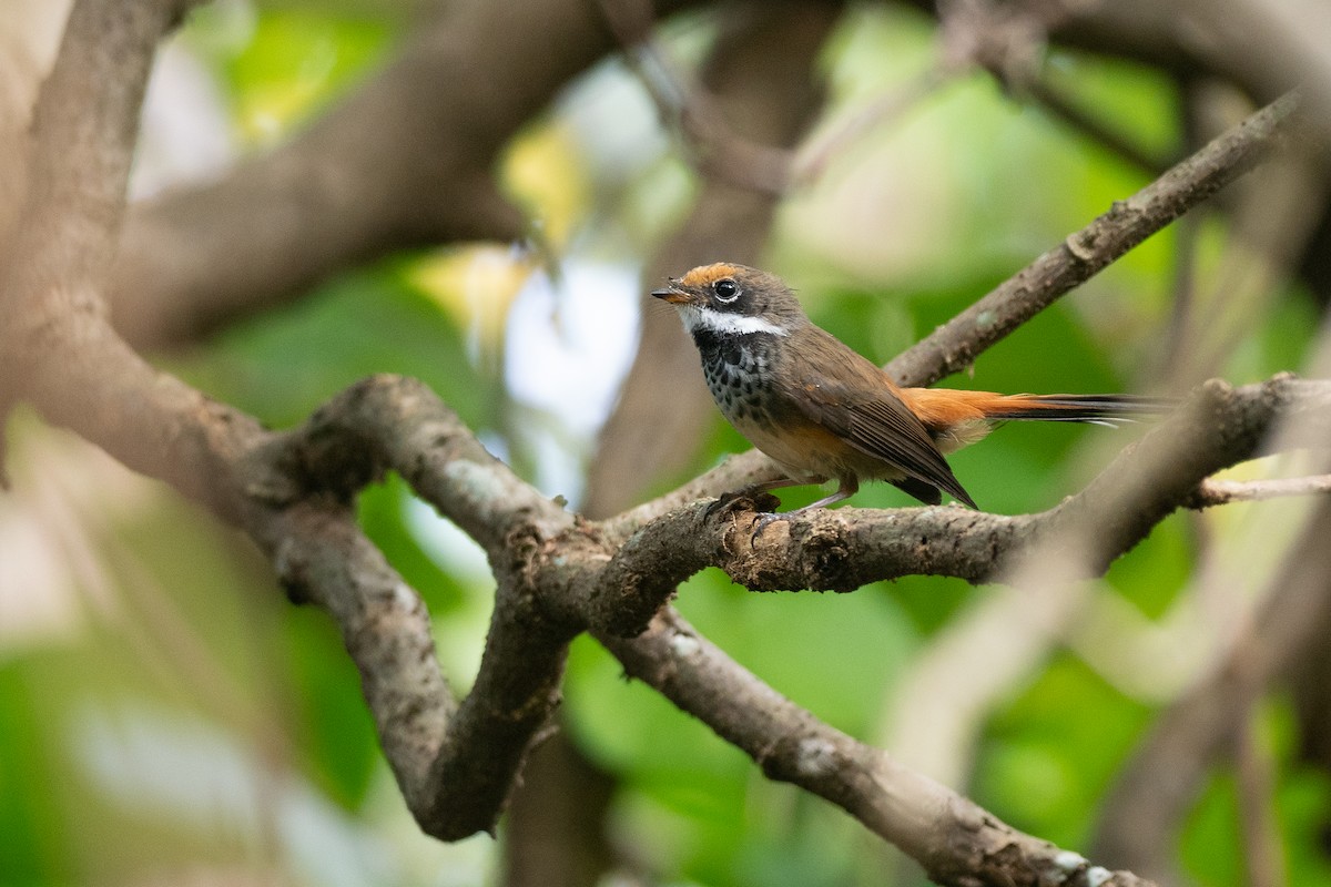 Micronesian Rufous Fantail (Marianas) - ML631995865