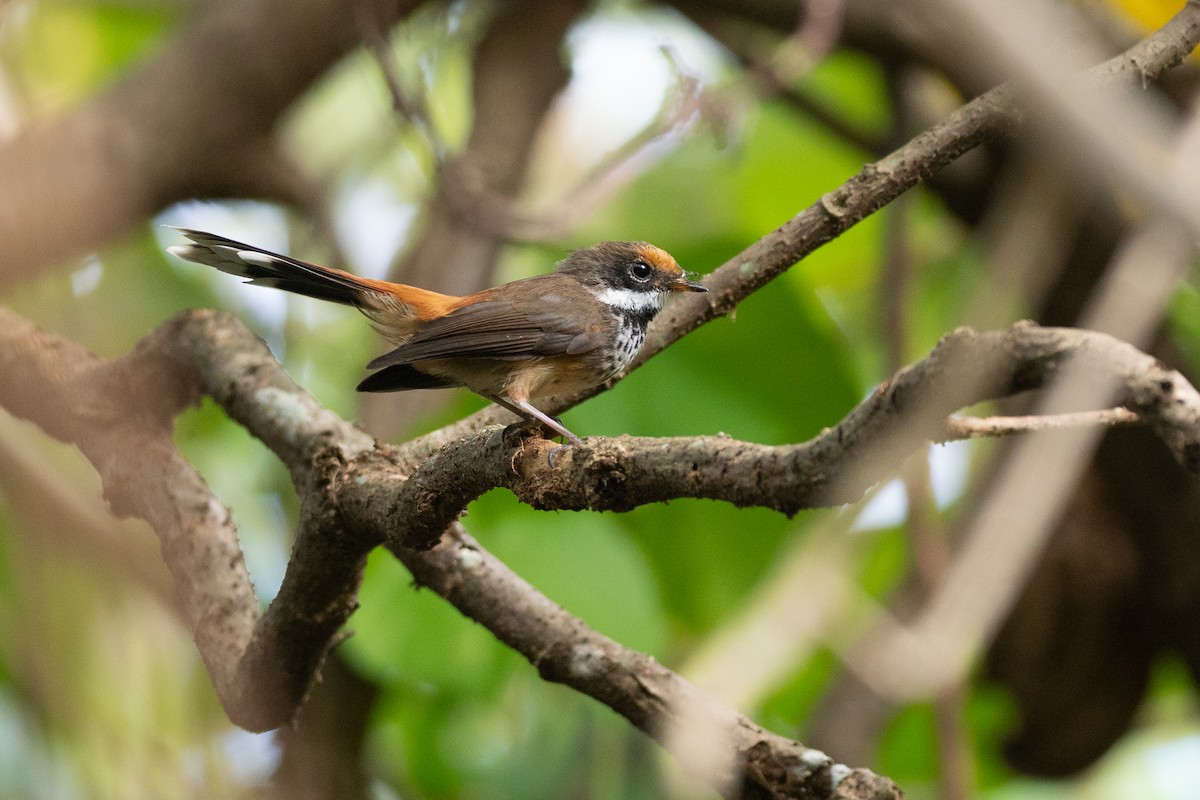 Micronesian Rufous Fantail (Marianas) - ML631995866